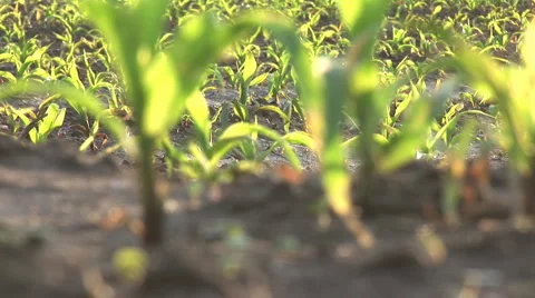 Green Corn Stock Footage 1102030