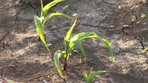 Green Corn Stock Footage 1102090