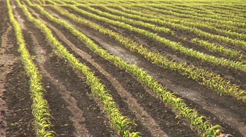 Green Corn Stock Footage 1102166