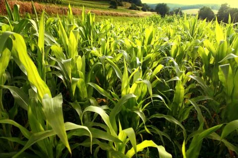 Green corn growing up Stock Photos