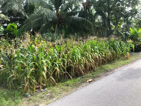 Green corn growing at the roadside. Sunny day Foto stock