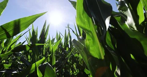 Green corn illuminated by sunlight Stock Photos