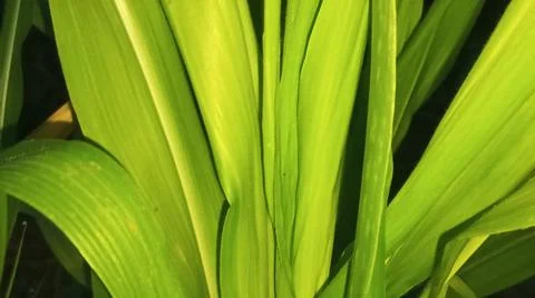 Green Corn Leaf Bitten by Insects Close Up Fotos Stock