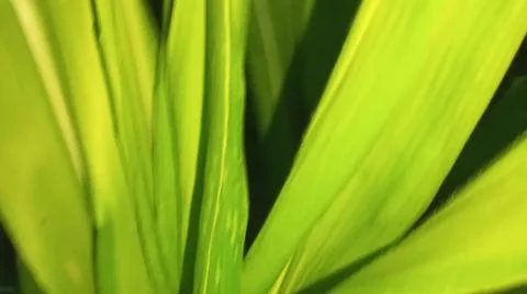 Green Corn Leaf Bitten by Insects Close Up Foto stock