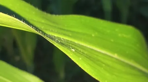 Green Corn Leaf Bitten by Insects Close Up Photos