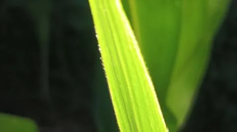 Green Corn Leaf Bitten by Insects Close Up Fotos Stock