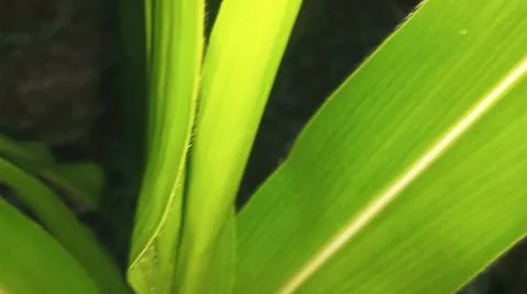 Green Corn Leaf Bitten by Insects Close Up 写真素材