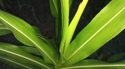Green Corn Leaf Bitten by Insects Close Up 写真素材