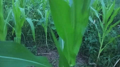 Green Corn Leaf Bitten by Insects Close Up 스톡 사진