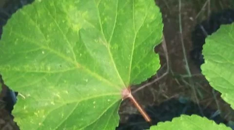 Green Corn Leaf Bitten by Insects Close Up Foto stock