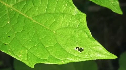 Green Corn Leaf Bitten by Insects Close Up 스톡 사진