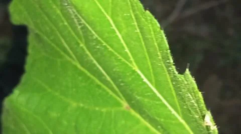 Green Corn Leaf Bitten by Insects Close Up Stock Photos