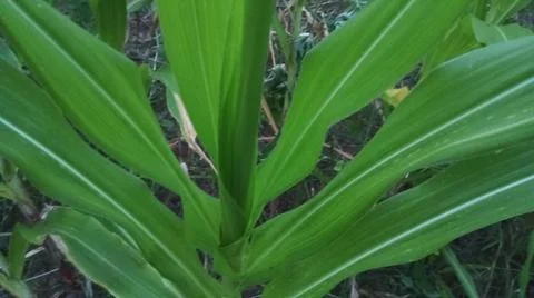 Green Corn Leaf Bitten by Insects Close Up Foto stock