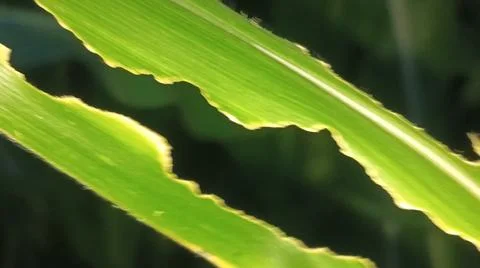 Green Corn Leaf Bitten by Insects Close Up 写真素材