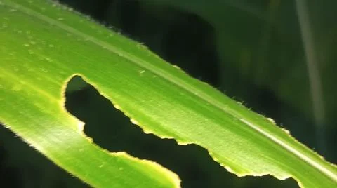 Green Corn Leaf Bitten by Insects Close Up Stock-Fotos