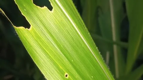 Green Corn Leaf Bitten by Insects Close Up 스톡 사진