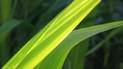 Green Corn Leaf Bitten by Insects Close Up Фото