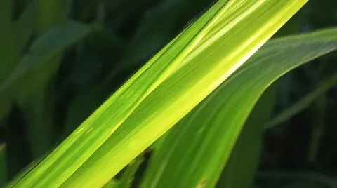 Green Corn Leaf Bitten by Insects Close Up Stock-Fotos