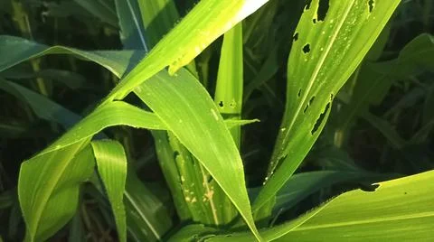 Green Corn Leaf Bitten by Insects Close Up Stock Photos