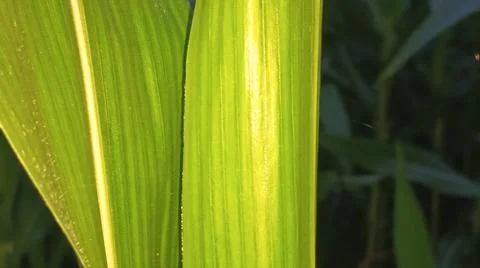 Green Corn Leaf Bitten by Insects Close Up Foto stock