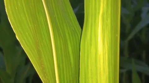 Green Corn Leaf Bitten by Insects Close Up Stock-Fotos