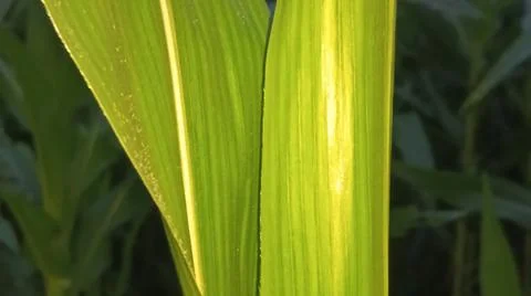 Green Corn Leaf Bitten by Insects Close Up 스톡 사진