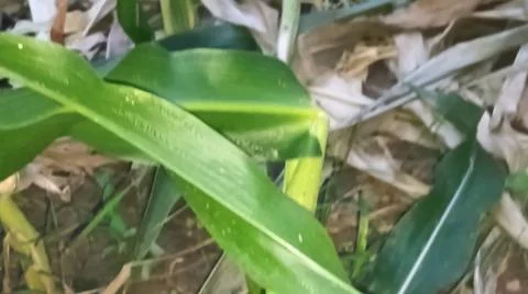 Green Corn Leaf Bitten by Insects Close Up Стоковые фото