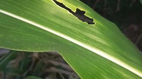 Green Corn Leaf Bitten by Insects Close Up 写真素材