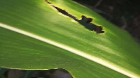 Green Corn Leaf Bitten by Insects Close Up Fotos Stock