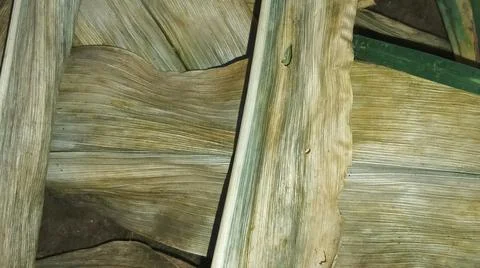 Green Corn Leaf Bitten by Insects Close Up Stock Photos