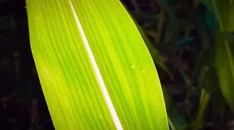 Green Corn Leaf Bitten by Insects Close Up 写真素材