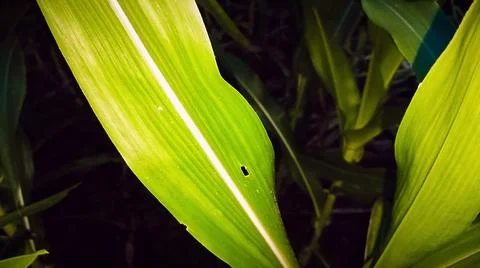 Green Corn Leaf Bitten by Insects Close Up Stock-Fotos