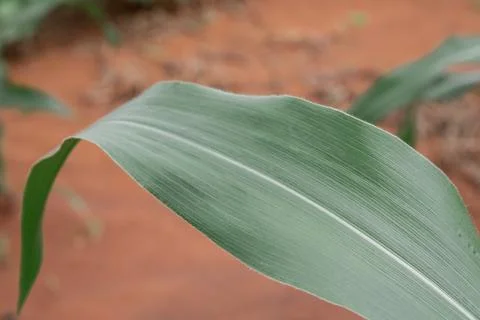 Green Corn Leaf Close-Up Stock Photos