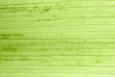 Green corn leaf super macro shot. Stock Photos