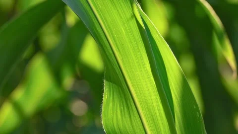 A green corn leaf sways in a light breeze Stock-Footage 339285209