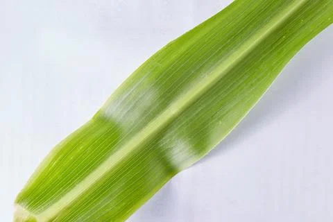 A green corn leaf on a white background taken in close-up can be used by the  Stock Photos