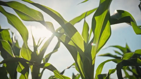 Green corn leaves and cobs against a bright blue sky create a rich field tex Stock Footage 346392024