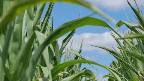 Green corn leaves are blowing in the wind against a blue cloudless sky. Stock Footage 260164377
