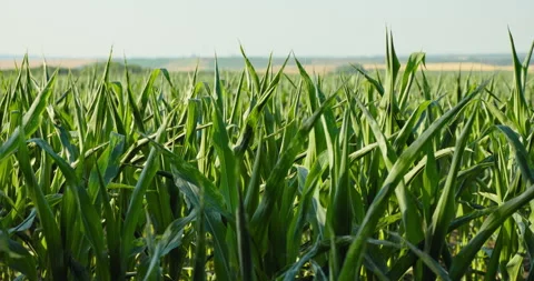 Green corn leaves with a distant horizon under a clear sky, low angle, 8K Stock Footage 339245090
