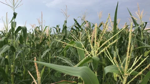 Green corn leaves in the field Stock Footage 157550362