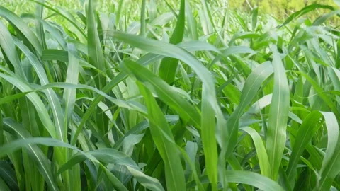 Green Corn Leaves Stock-Footage 334001345