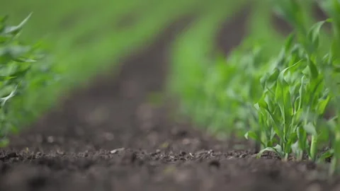 Green corn leaves ripple in breeze, perfect field rhythm. Stock Footage 315714181