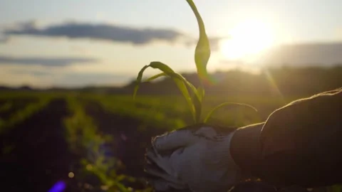 Green corn leaves at sunset. corn field in spring, agriculture. maize plantation Stock Footage 274740015