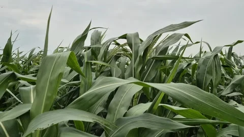 Green Corn Leaves Swaying In Wind Under Cloudy Sky Close Up Shot Stock Footage 343329229