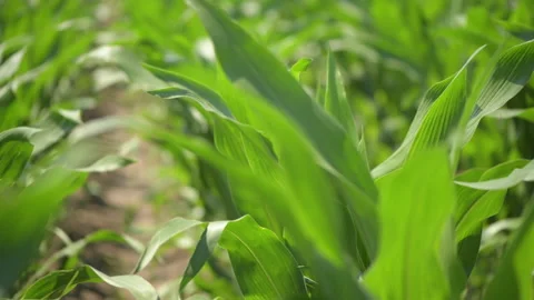 Green corn maize crop leaves swaying in wind Video stock 133424997