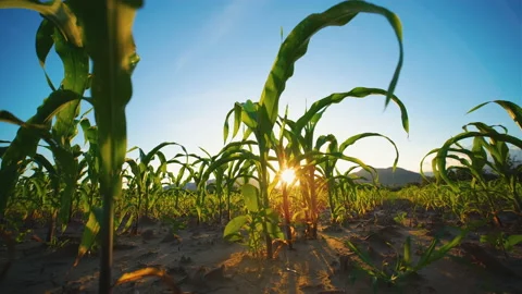 Green corn maize field on agricultural plantation with sun shines and sun flares Video stock 165097635