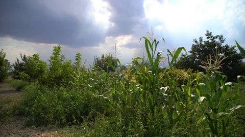 Green corn maize field in early stage Stock Footage 94068613