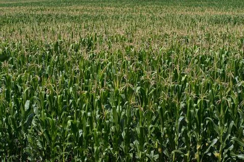 Green corn maize field Stock Photos