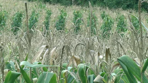 Green Corn Maize Plants In Cultivated Agricultural Field 库存影片 59548136