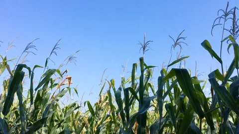 Green Corn Maize Plants In Cultivated Agricultural Field Video stock 95877705